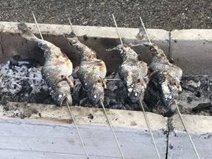 滋賀県南郷水産センター