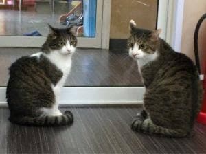 ねこがすき