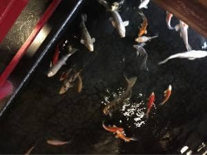 旭川お城の鯉寿し