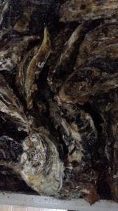 浦村かきの英治丸