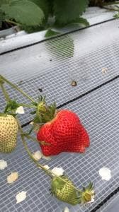 JAあしきたファーマーズマーケット でこぽん