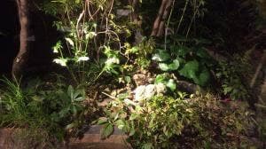 梅の花 さかい利晶の杜店