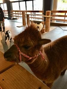 大手町牧場Cafe