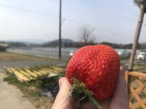 いちご畑の米夢ちゃん