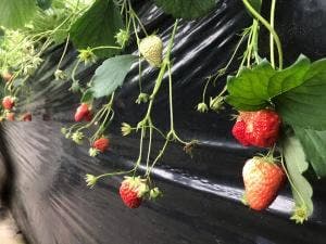 フルーツの森 平田観光農園