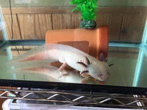 泰公うどん