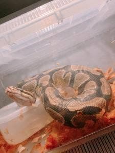 Reptiles Bar LIRIO