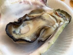 岩牡蠣小屋姫宮