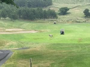 レストラン シーグランス 夏泊ゴルフリンクス