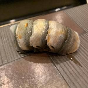 鮨綴