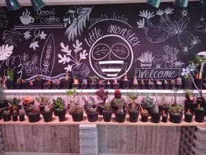 Plants holic "little monster"
