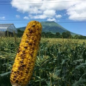 柳田とうもろこし店