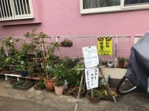 麦屋