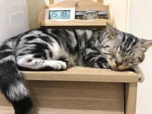 moff animal Cafe 高崎OPA店