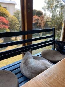 Catnip Garden Cafe