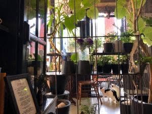 ボタニカルアイテム&カフェ シアン