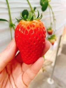TOMO&BERRY ひまわりいちご園
