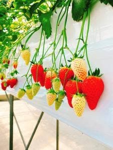 TOMO&BERRY ひまわりいちご園