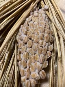 水戸納豆 エクセルみなみ