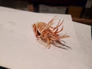 天ぷら 眞