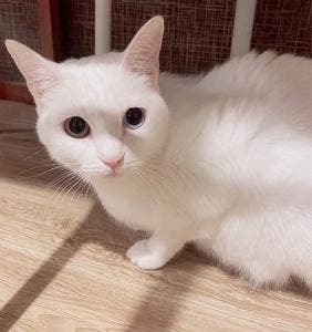 よりみち茶屋とおまわり