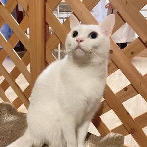 よりみち茶屋とおまわり