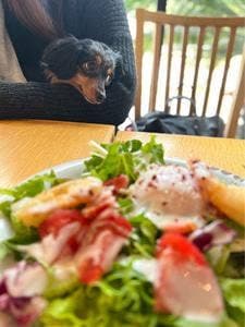 DOG DEPT+CAFE お台場東京ビーチ店