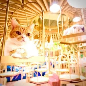 猫カフェ MOCHA 秋葉原店