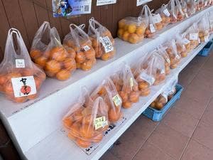 道の駅 紀宝町ウミガメ公園 売店 レストラン