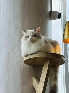 猫カフェ MOCHA 原宿店