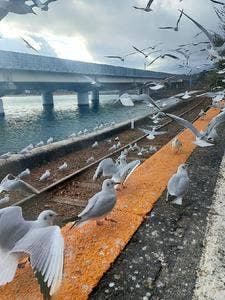 かとれあ