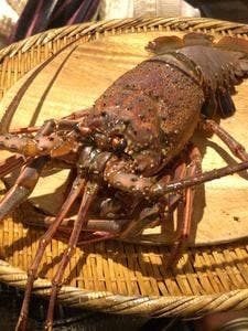 伊勢海老鍋 いろは 梅田本店
