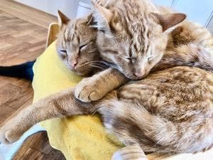 保護猫カフェ 285