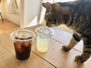 保護猫カフェ 285