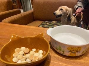 ドッグルハウス