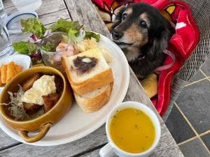 オランダ屋 富雄店