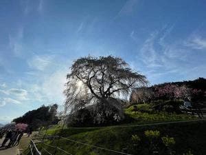 名物 又兵衛桜の草餅 製造直売