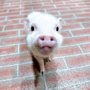 Pignic cafe yokohama
