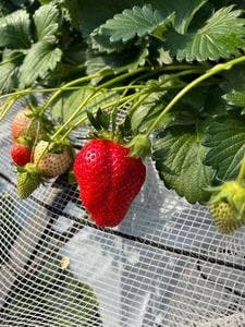 小山ファーム