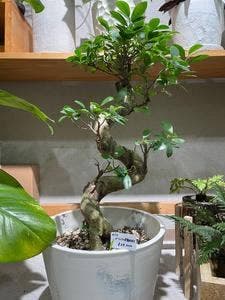 観葉植物とカフェのみせ botanical terrace