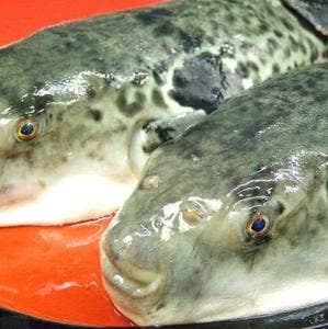 高槻活ふぐ専門店 二代目 ふぐ義