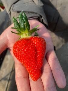 伊豆フルーツパーク