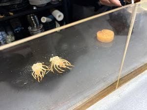 創作寿司 非常識