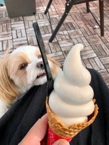 生 Cheese Soft NICORI