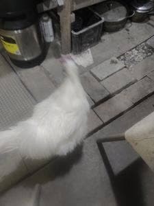 やきとり長谷川