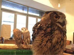 渋谷フクロウカフェ Cafe HOOT HOOT
