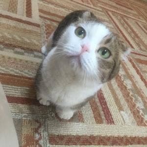 猫カフェ れおん