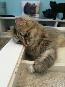 Moff animal cafe iiasつくば店