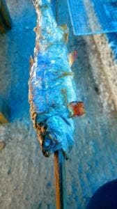 日名倉養魚場