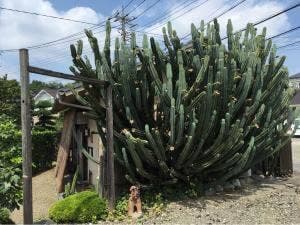 砥部焼・茶房 さなぎ屋